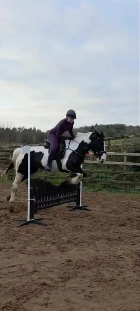 15:1 cob x sport horse - Image 1