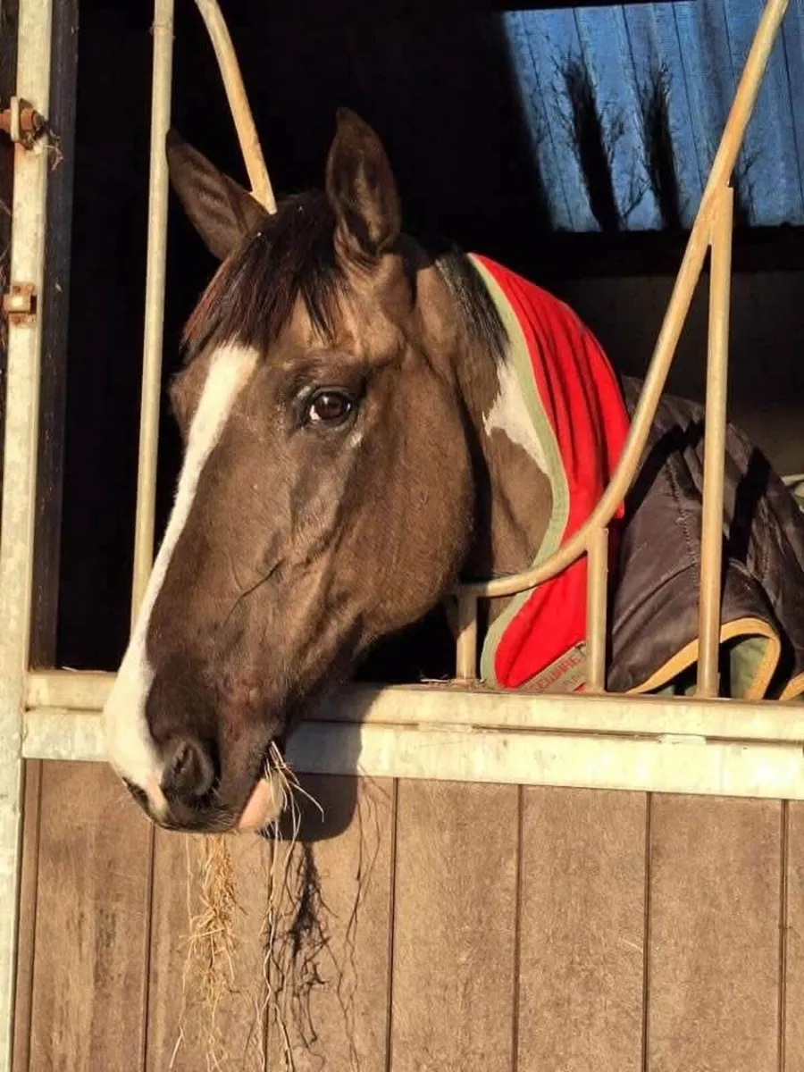 15:1 cob x sport horse - Image 3