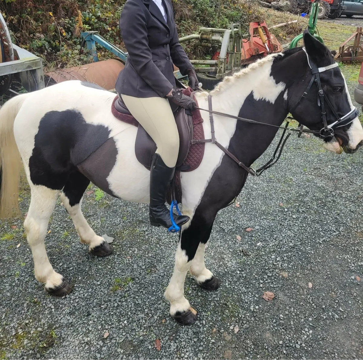 15:1 cob x sport horse - Image 4