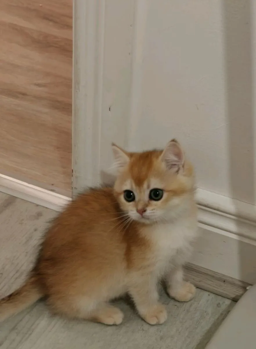 British Short hair kitten - Image 1