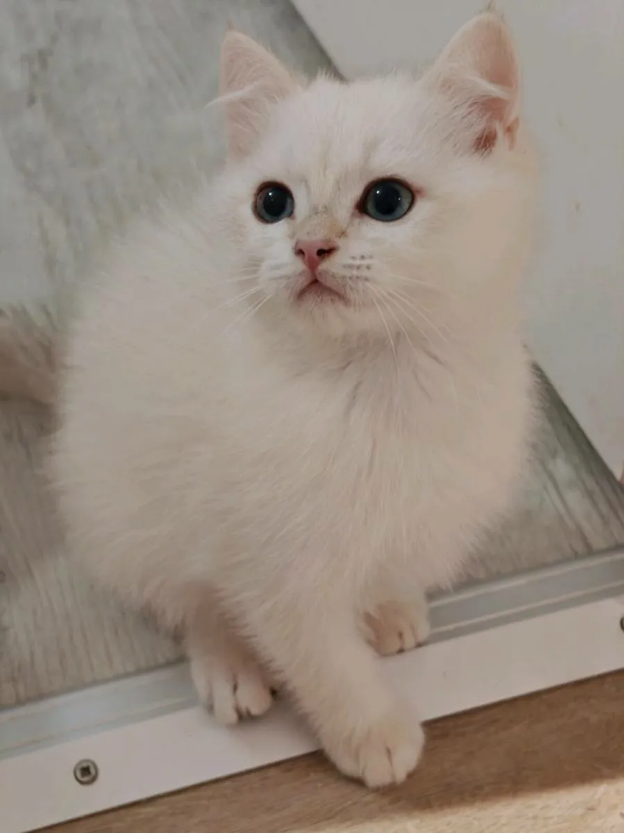 British Short hair kitten - Image 2