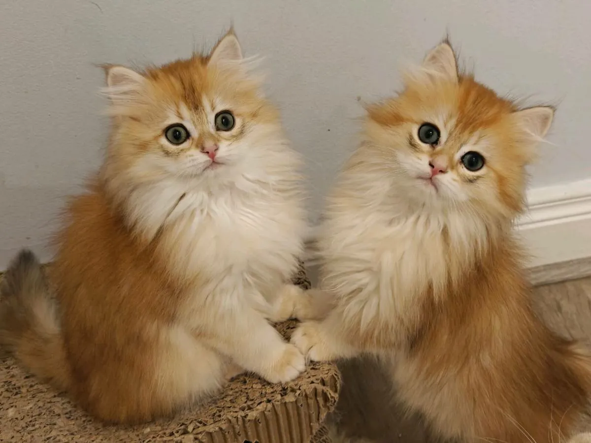 British Short hair kitten - Image 3