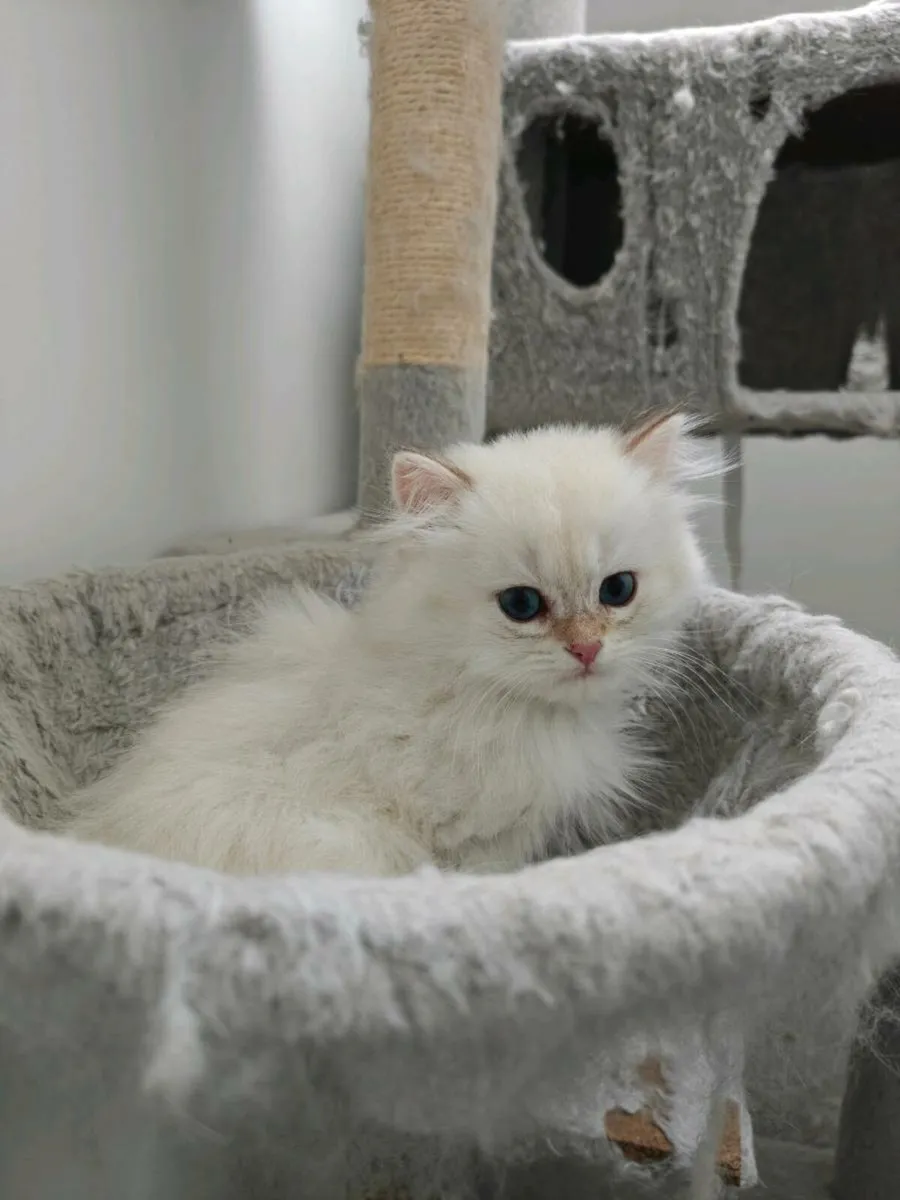 British Short hair kitten - Image 4