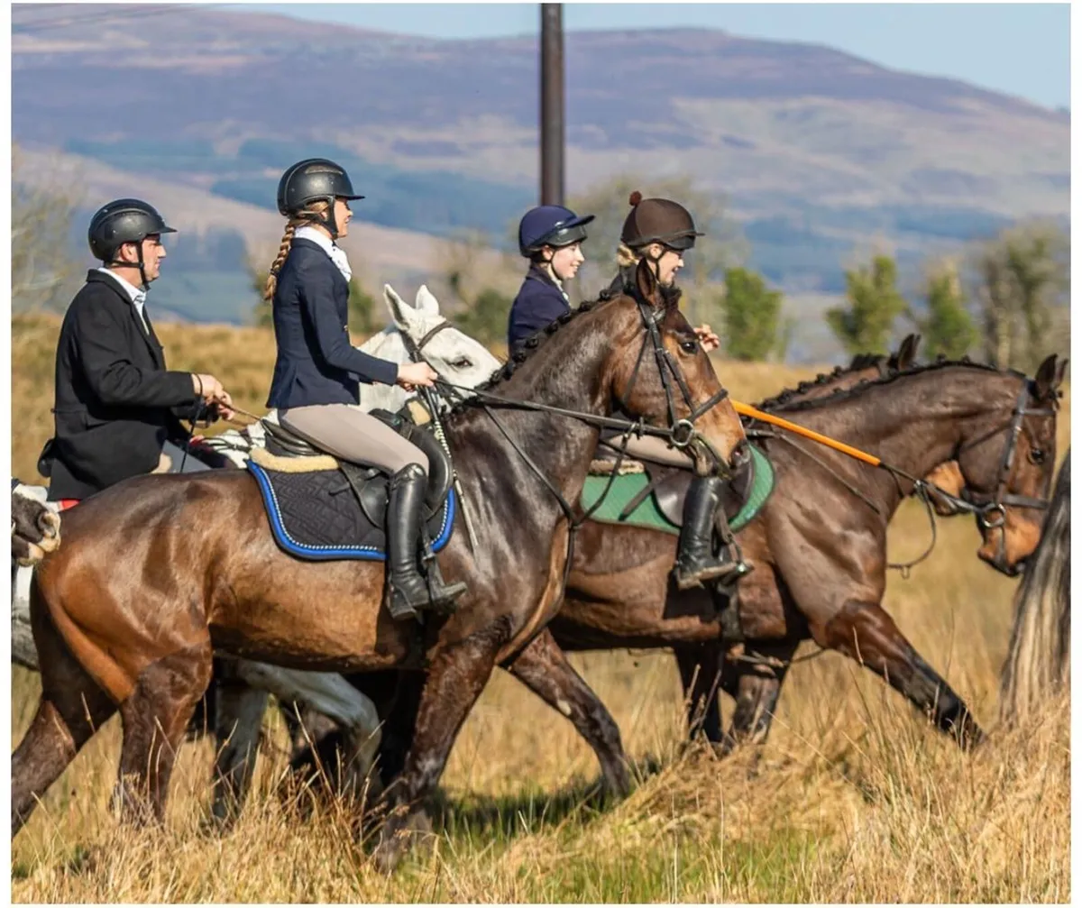 Quality Traditional Sport Horse Gelding - Image 2