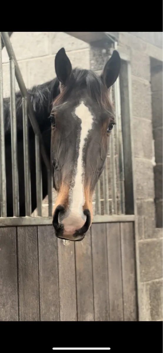 Quality Traditional Sport Horse Gelding - Image 3