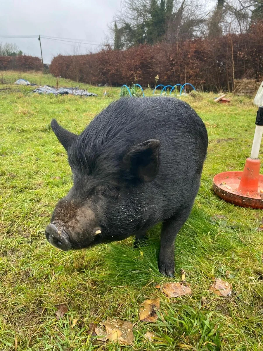 Elvis the Pig - Image 1