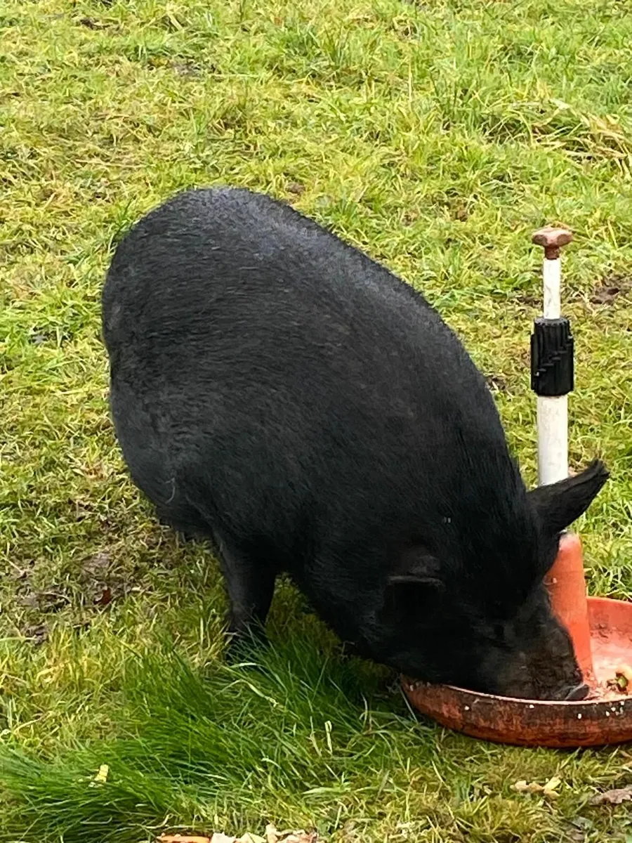 Elvis the Pig - Image 2