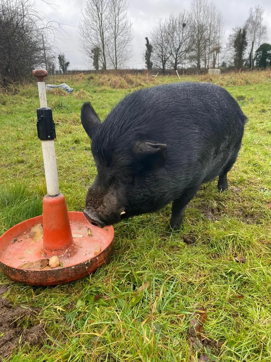 Elvis the Pig - Image 3