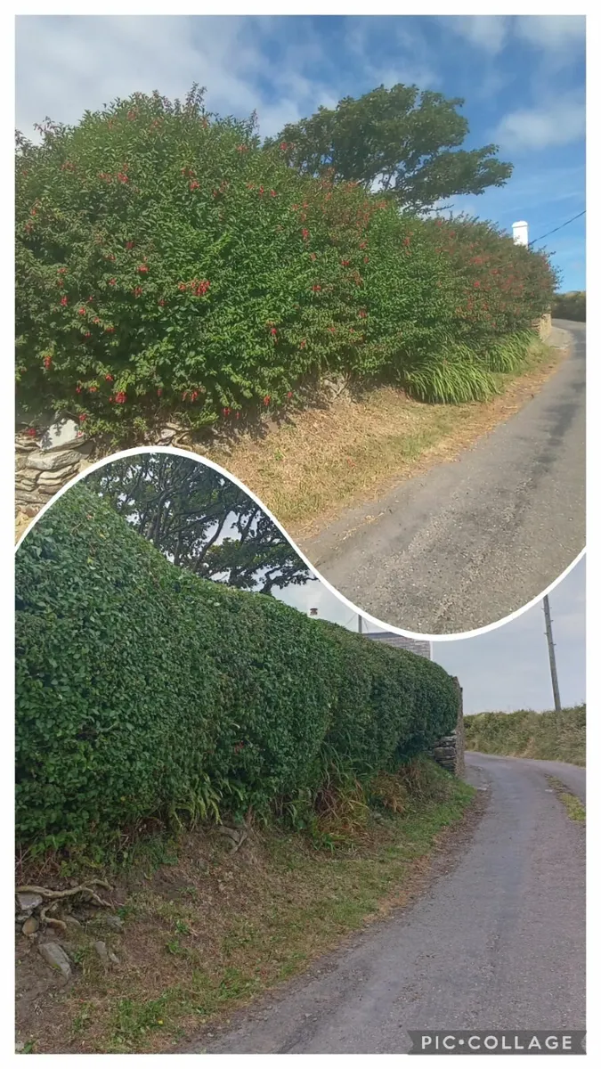 Garden Maintenance/Power washing - Image 2