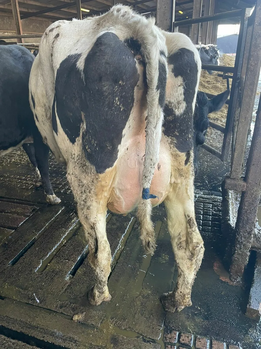 10 calved cows and heifers - Image 2