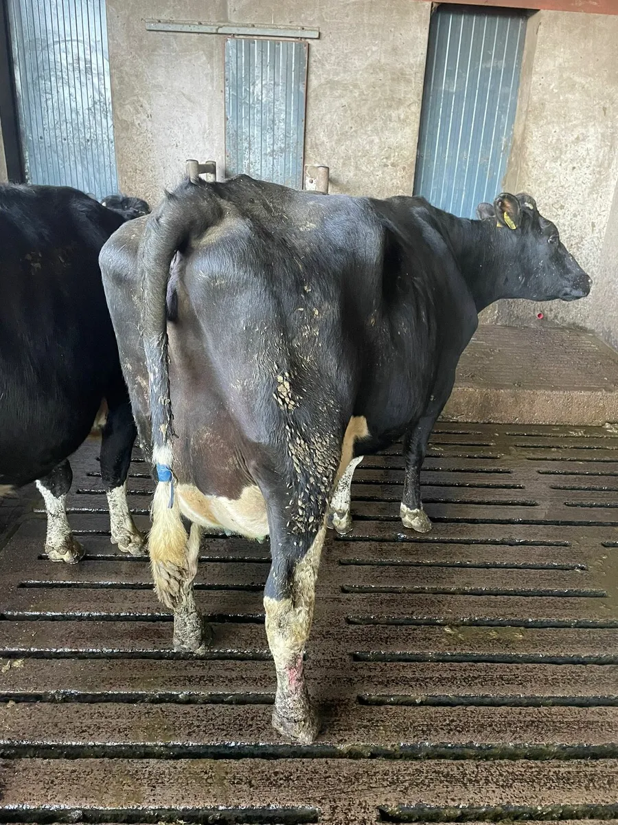 10 calved cows and heifers - Image 3