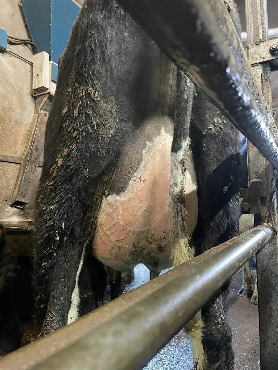 10 calved cows and heifers - Image 1