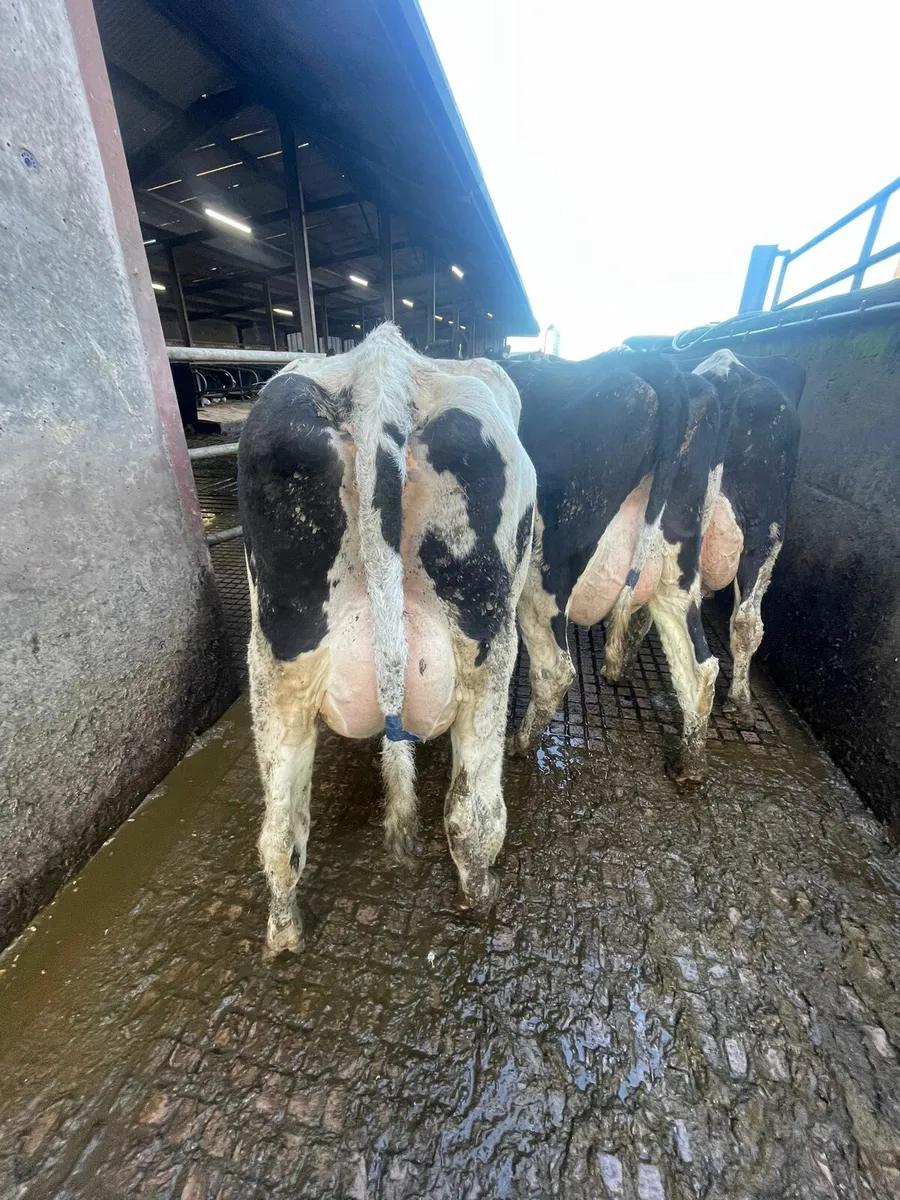 10 calved cows and heifers - Image 4
