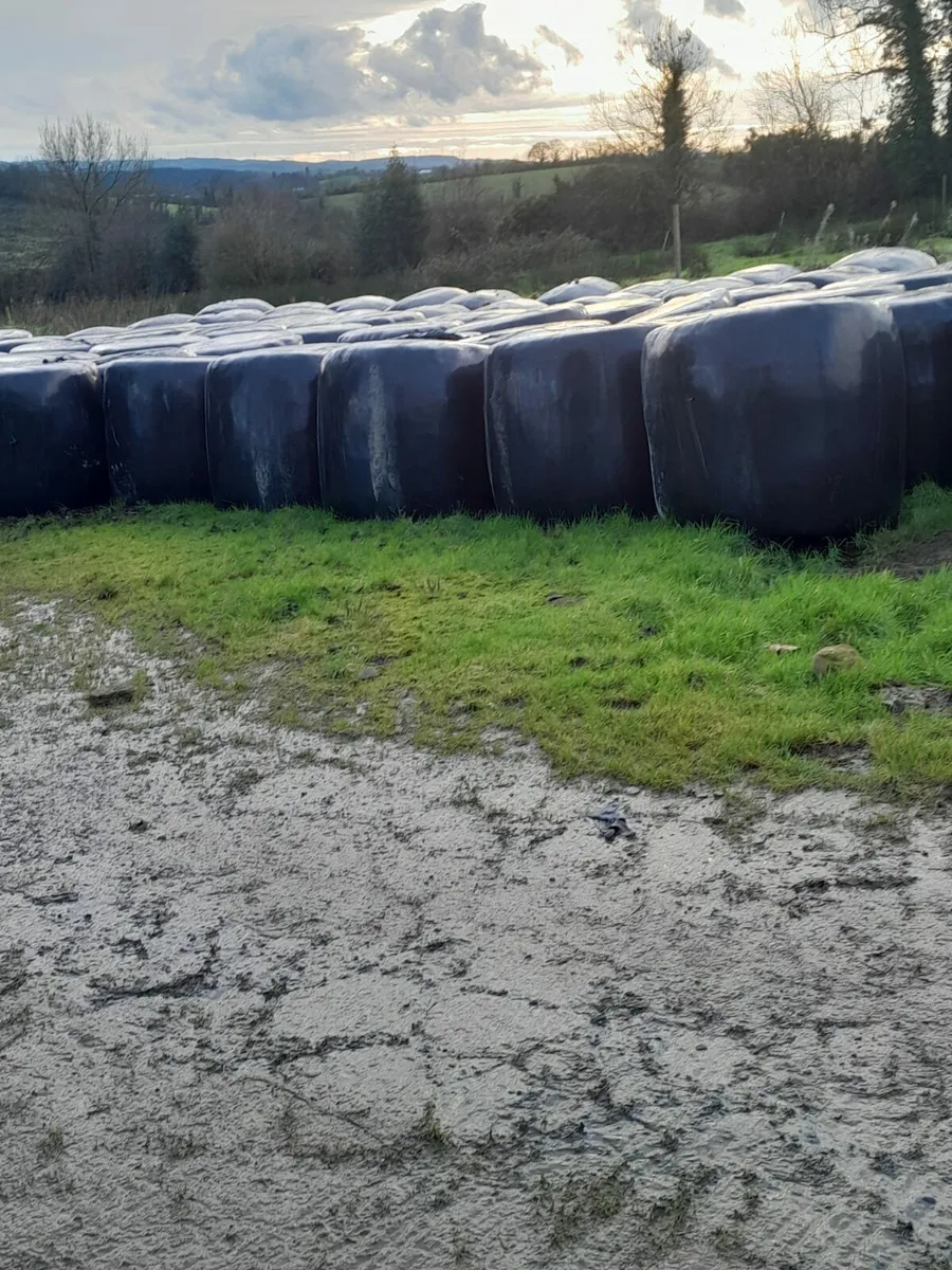 Round bales of silage - Image 1