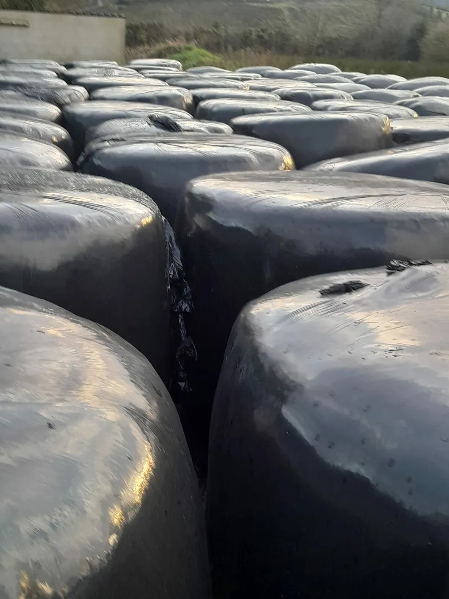 Round bales of silage - Image 3