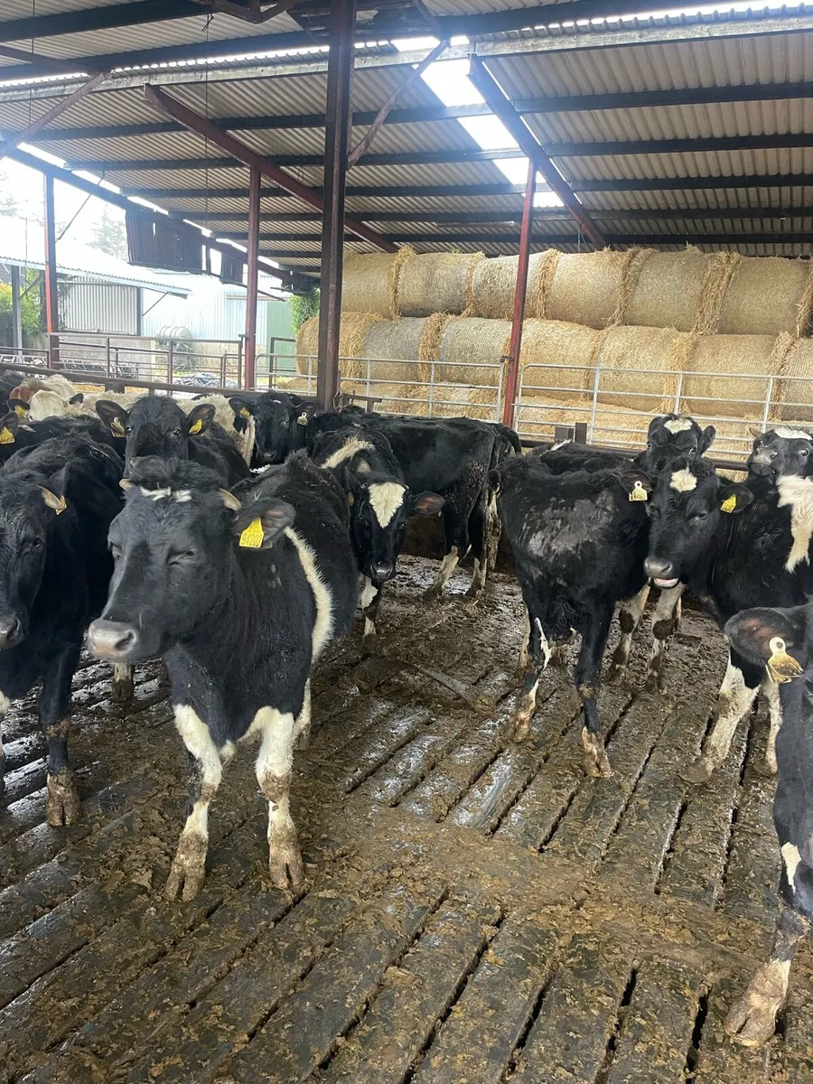 heifers ready for breeding - Image 3