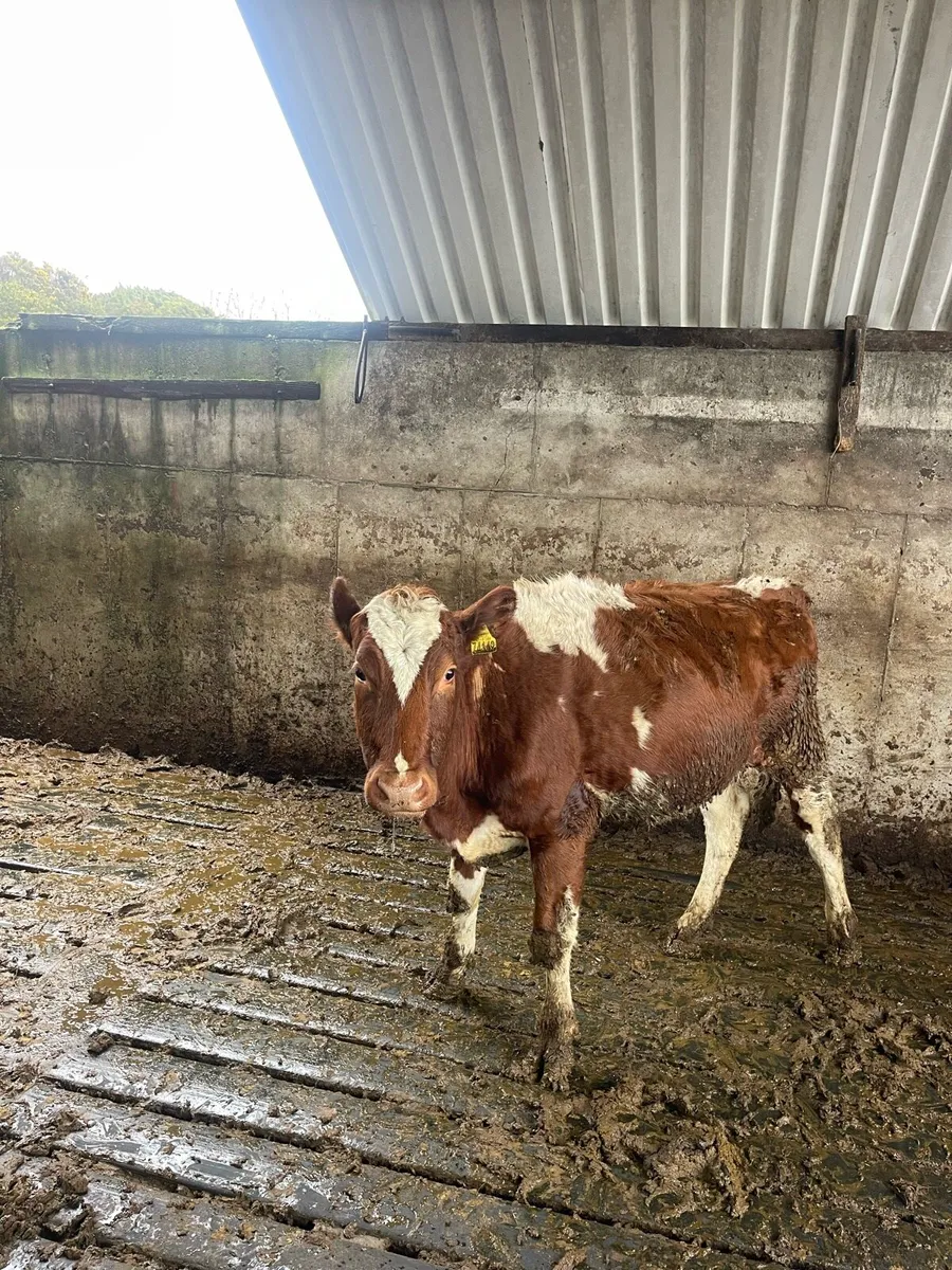 heifers ready for breeding - Image 4