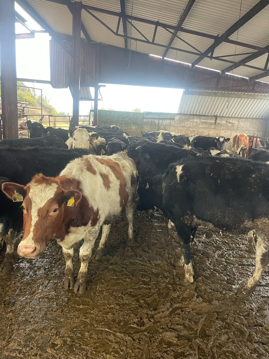 heifers ready for breeding - Image 1