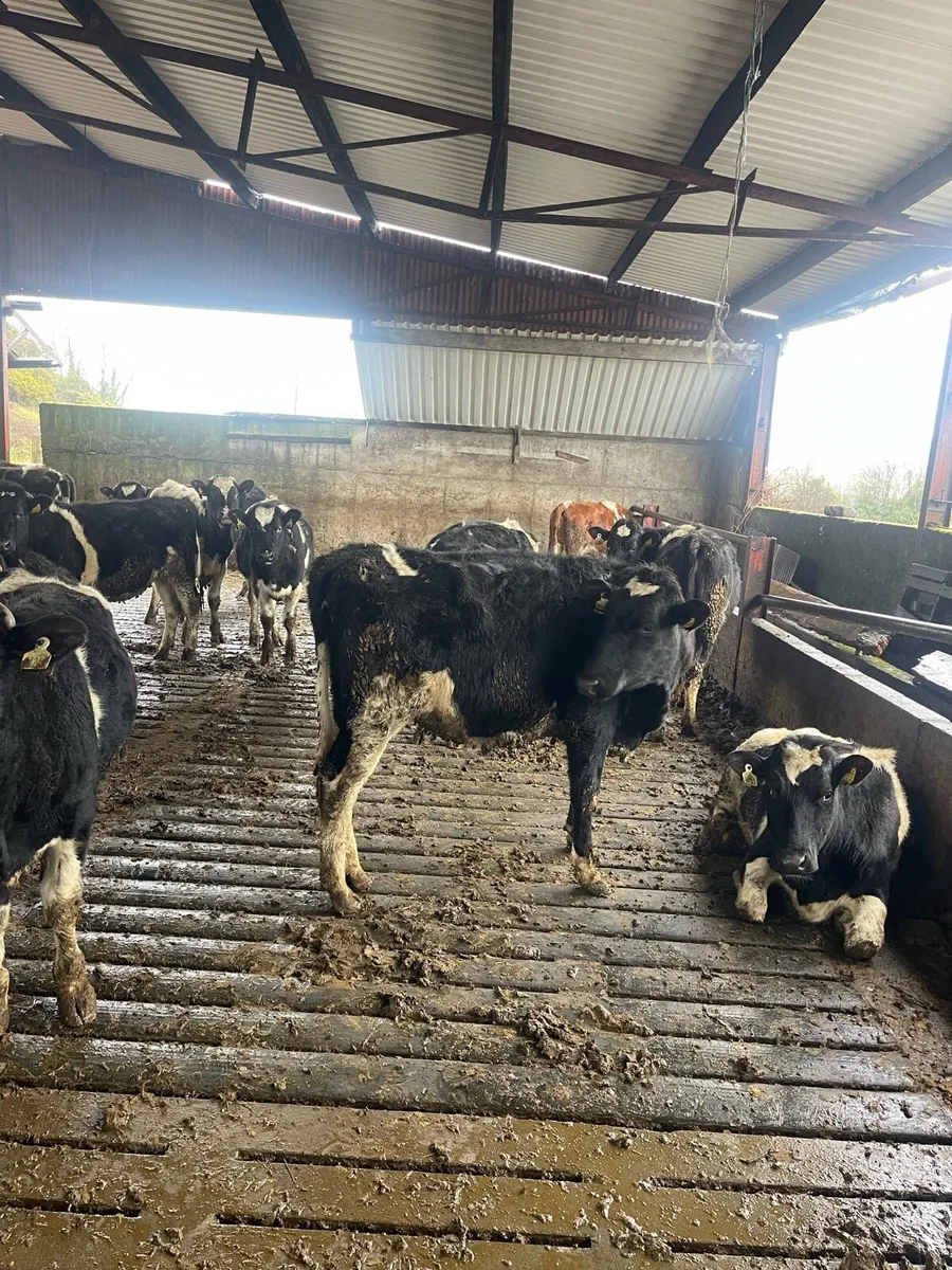 heifers ready for breeding - Image 2