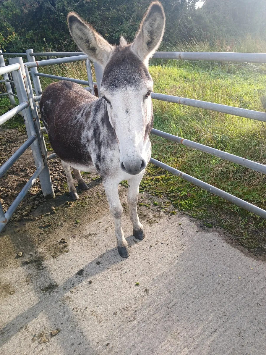Jack donkey - Image 1
