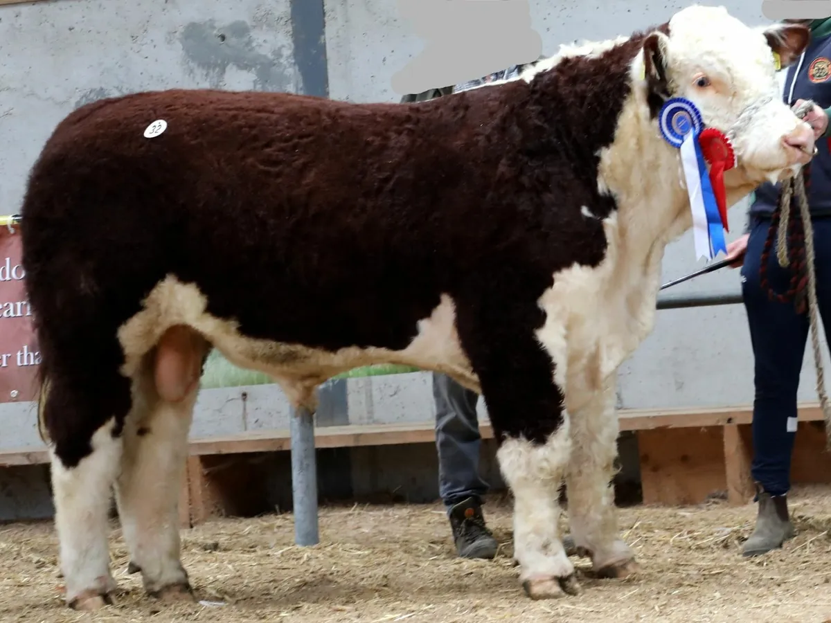 2026 Spring Hereford Shows & Sales - Image 2