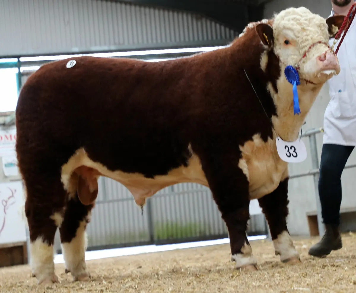 2026 Spring Hereford Shows & Sales - Image 3