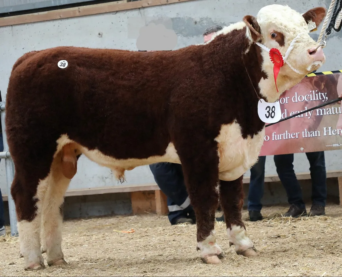 2026 Spring Hereford Shows & Sales - Image 4