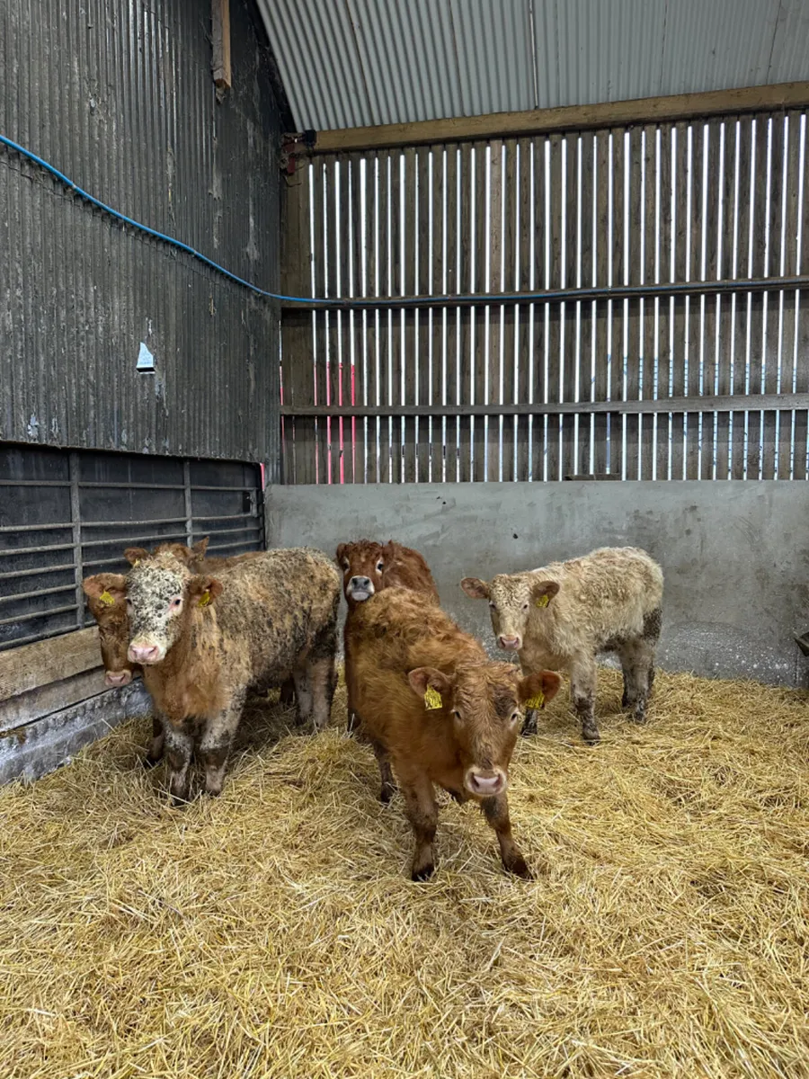 Charolais and lim heifers - Image 1