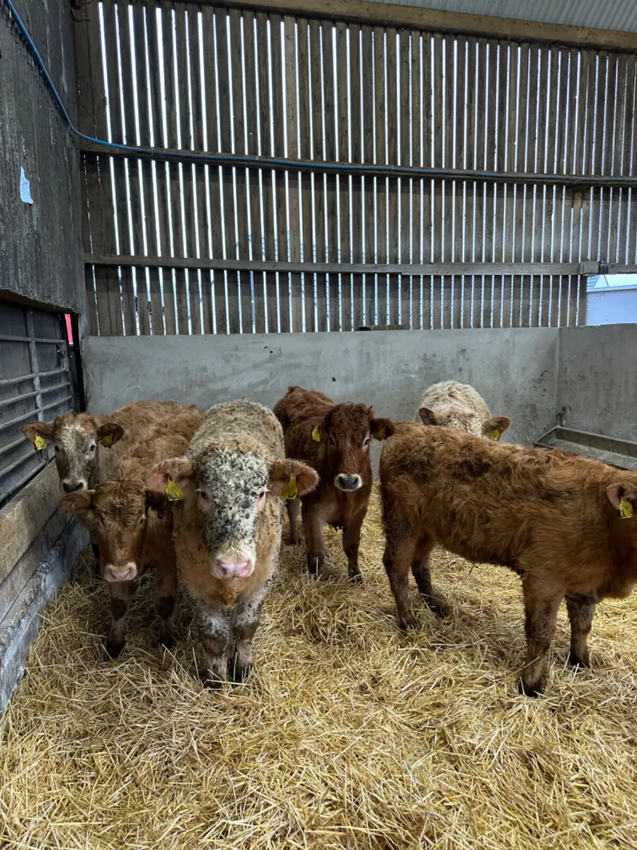 Charolais and lim heifers - Image 3