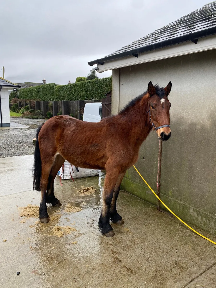 3 year old filly - Image 1