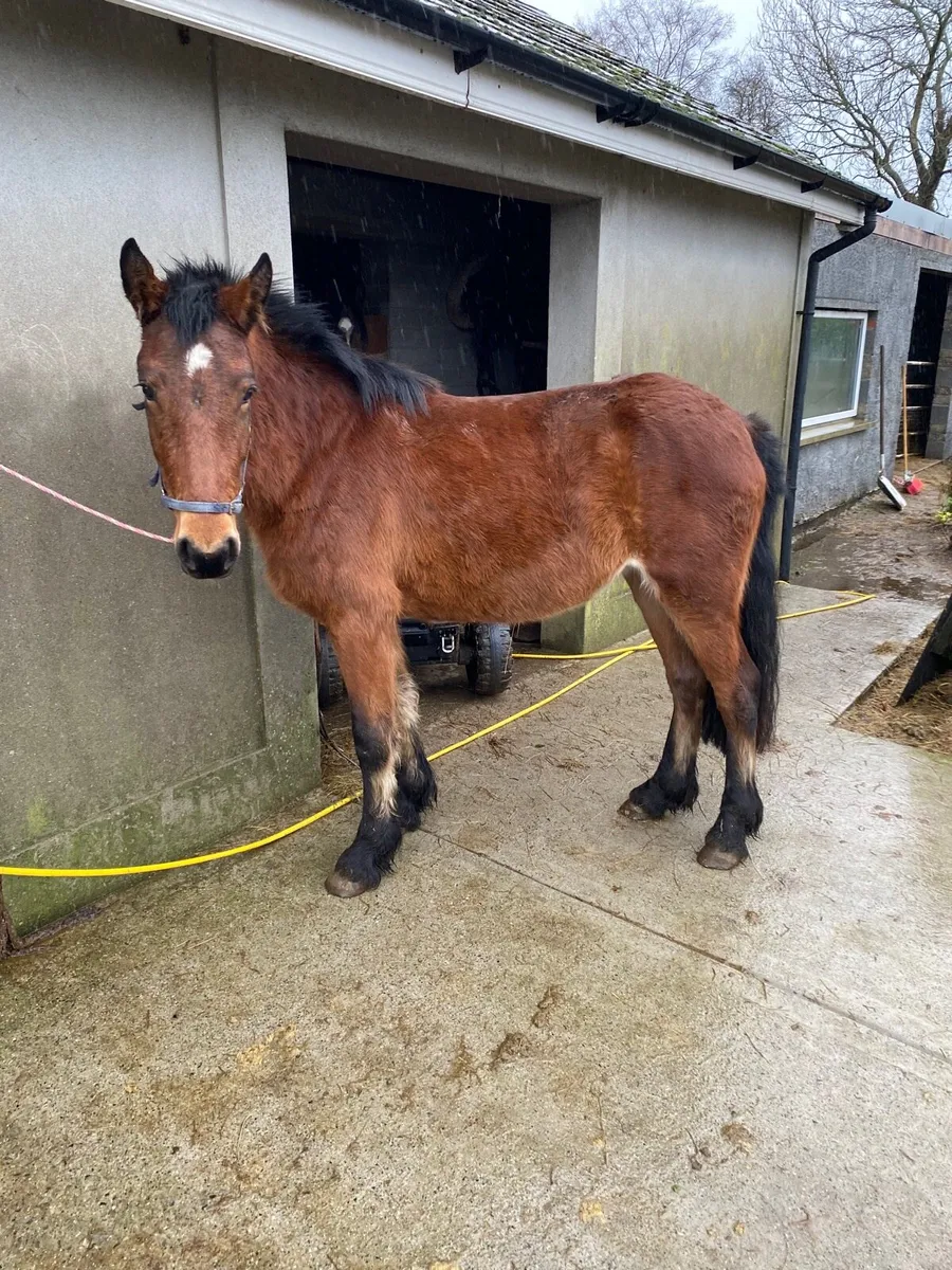 3 year old filly - Image 2