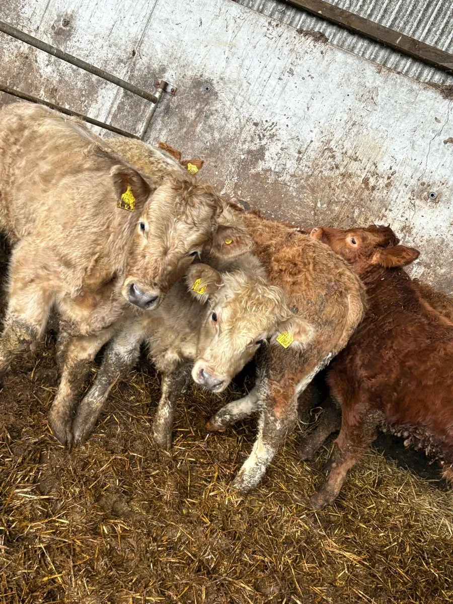 10 serious Charolais and limousin bullocks - Image 3