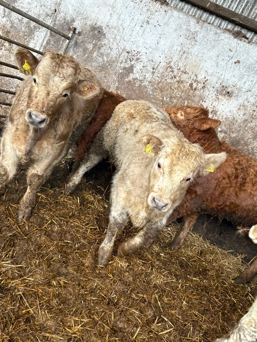 10 serious Charolais and limousin bullocks - Image 4