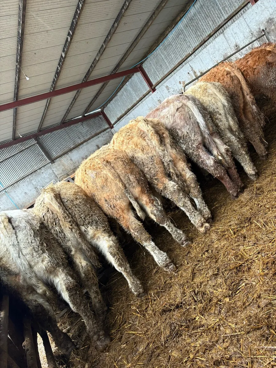 10 serious Charolais and limousin bullocks - Image 1