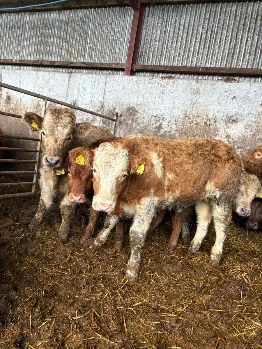 10 serious Charolais and limousin bullocks - Image 2