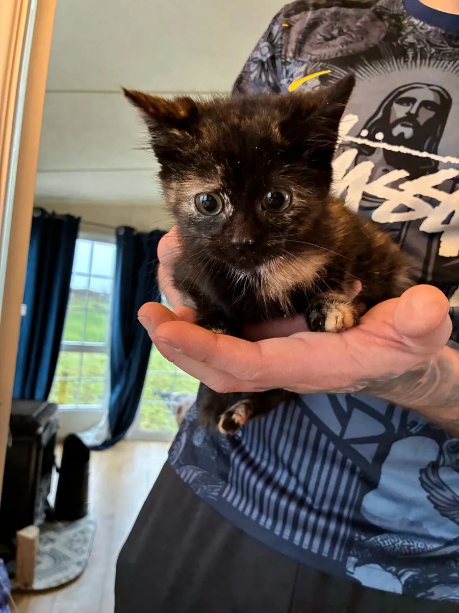 Calico Kitten - Image 2