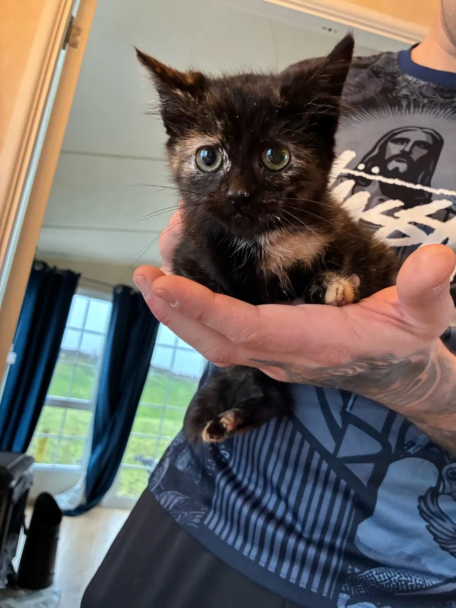 Calico Kitten - Image 1