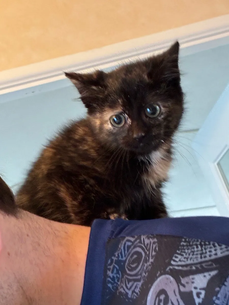 Calico Kitten - Image 3