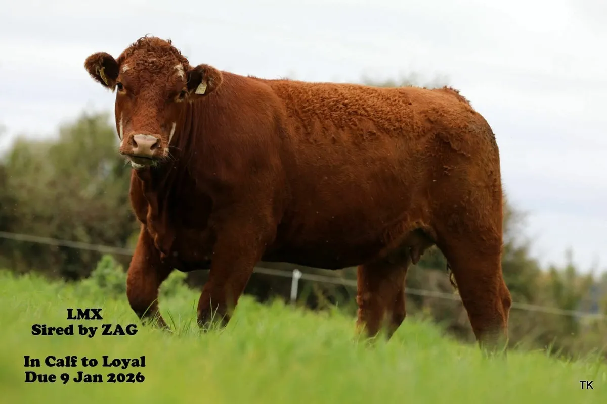 Springer Heifers - Image 3