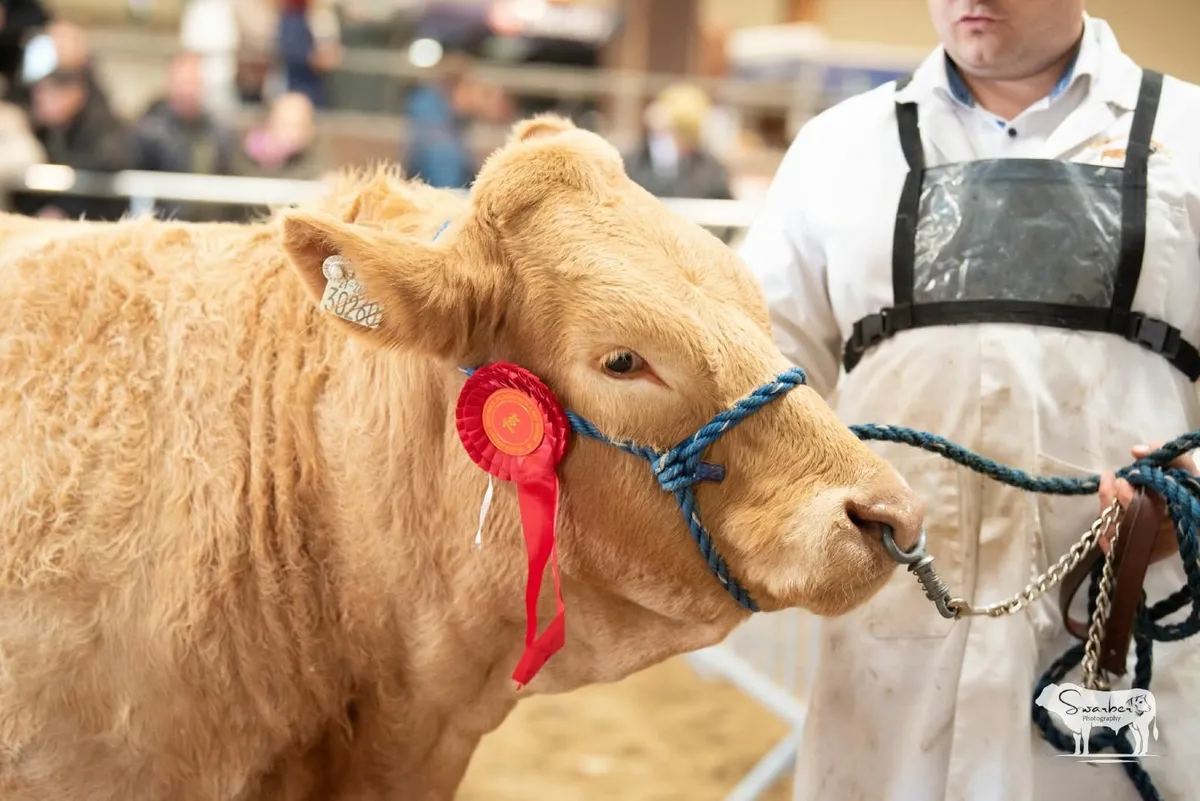 Springer Heifers - Image 4