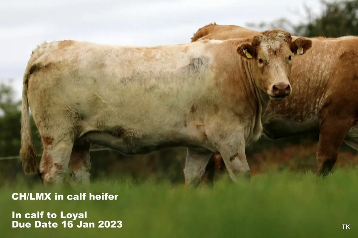 Springer Heifers - Image 1