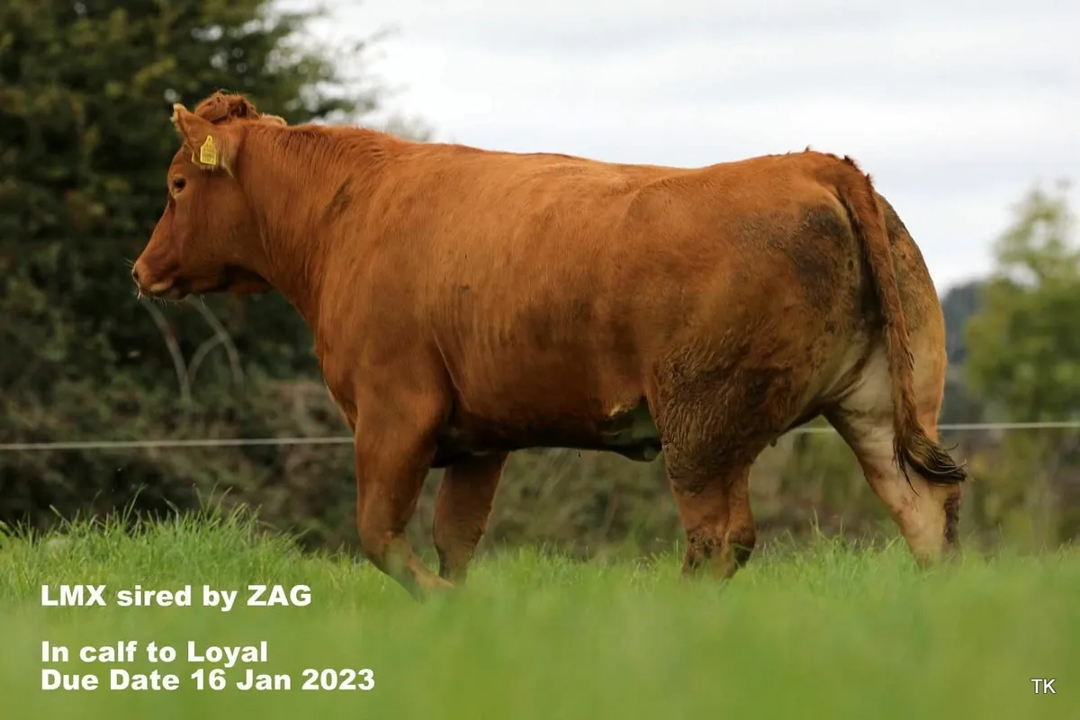 Springer Heifers - Image 2