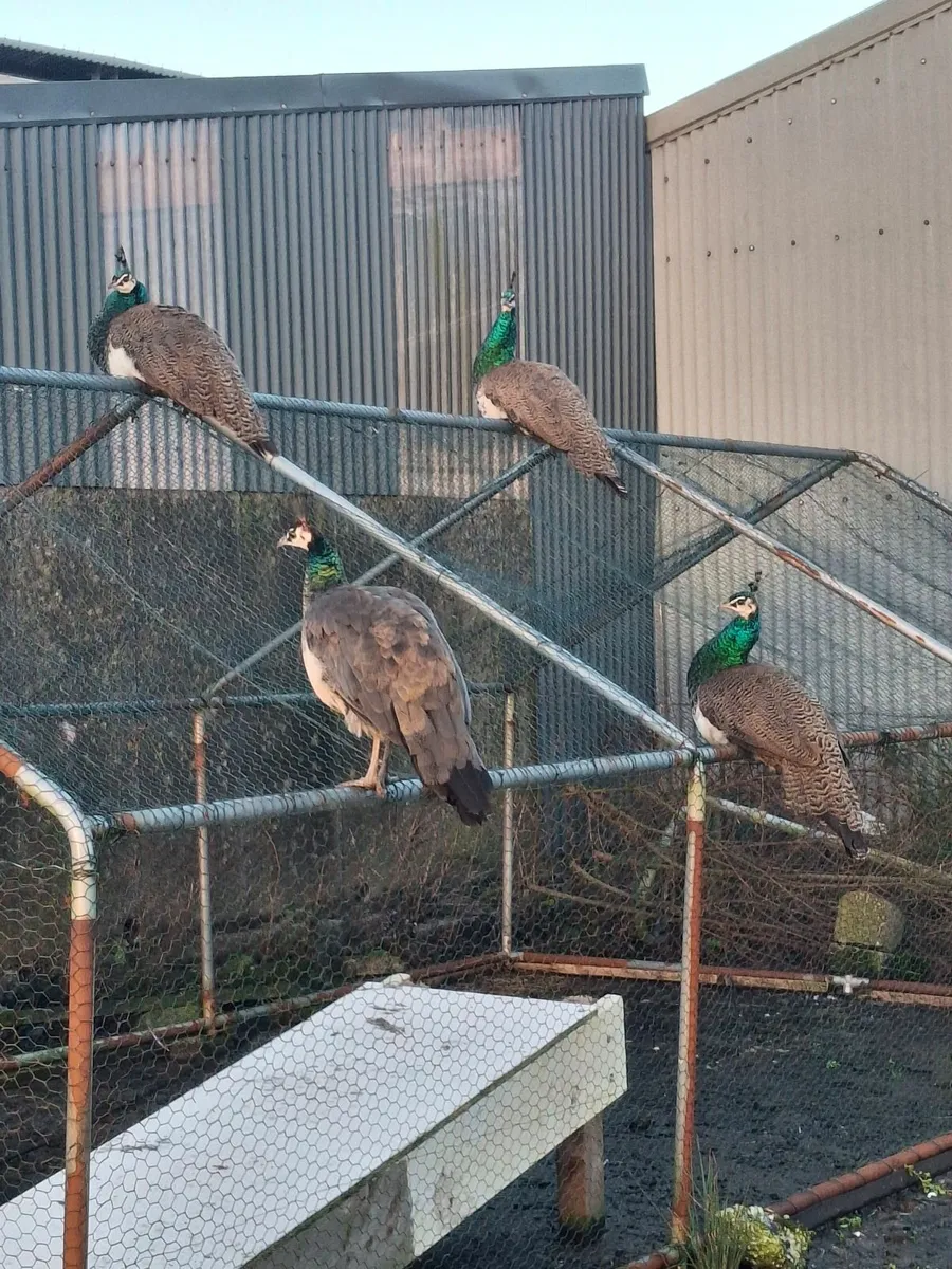 Peafowl - Image 2