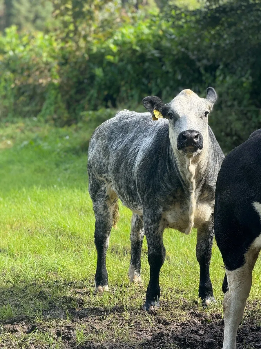 Bbx heifers for balla mart Saturday 24th - Image 2