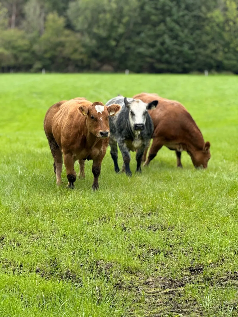 Bbx heifers for balla mart Saturday 24th - Image 1