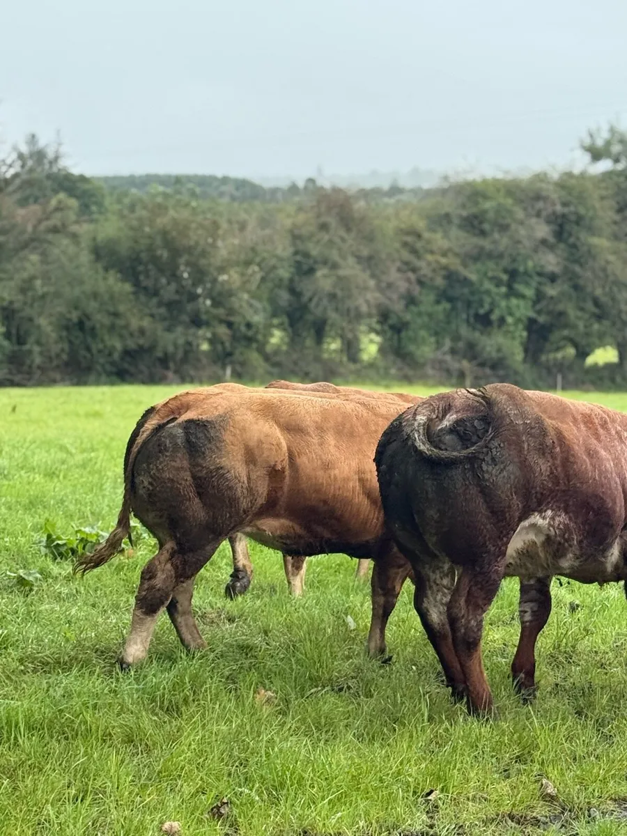 Bbx heifers for balla mart Saturday 24th - Image 3