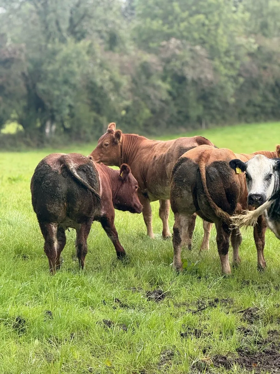 Bbx heifers for balla mart Saturday 24th - Image 4