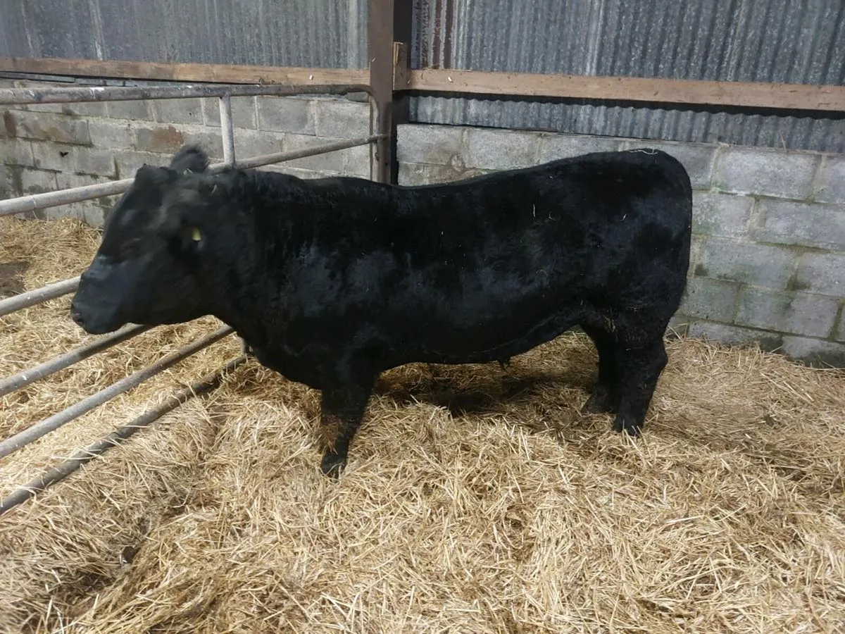 Bull testing - Image 2