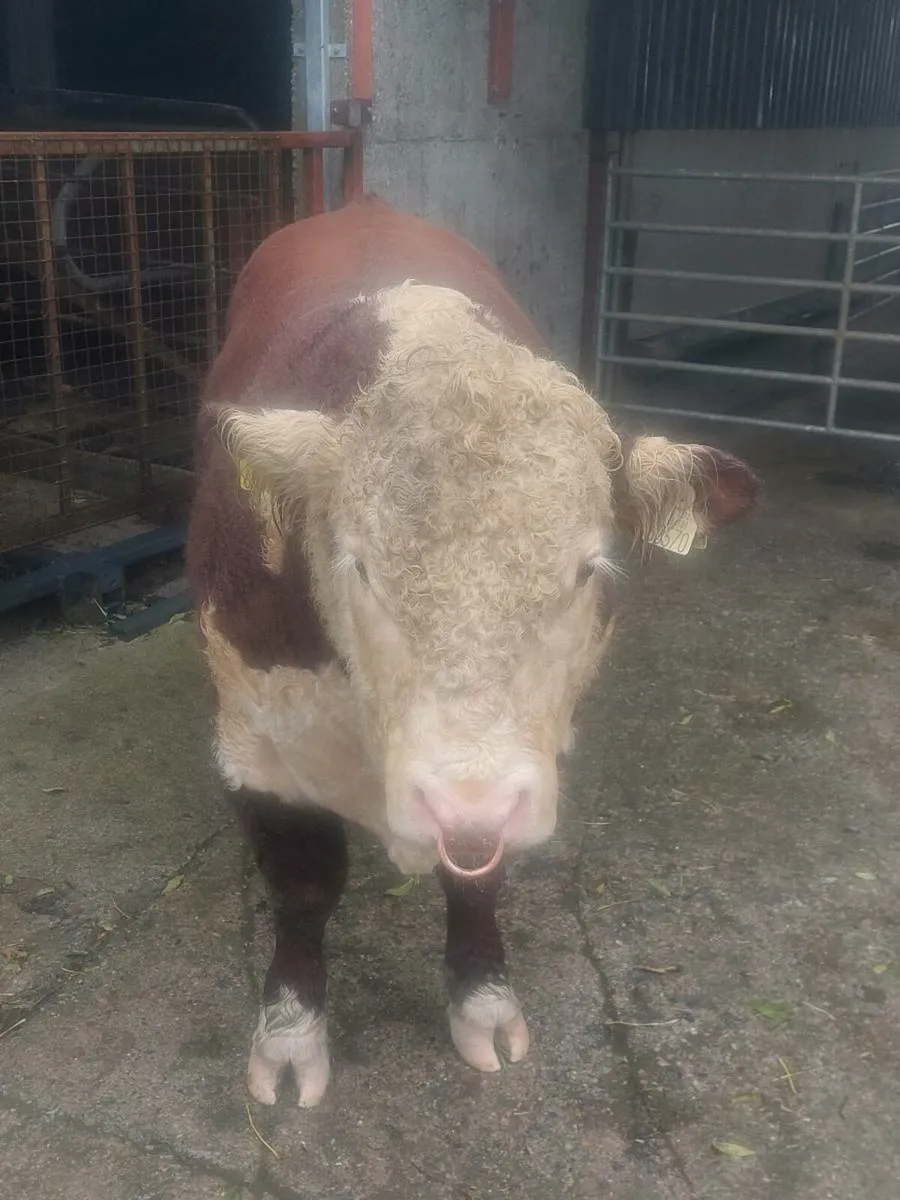 Bull testing - Image 3