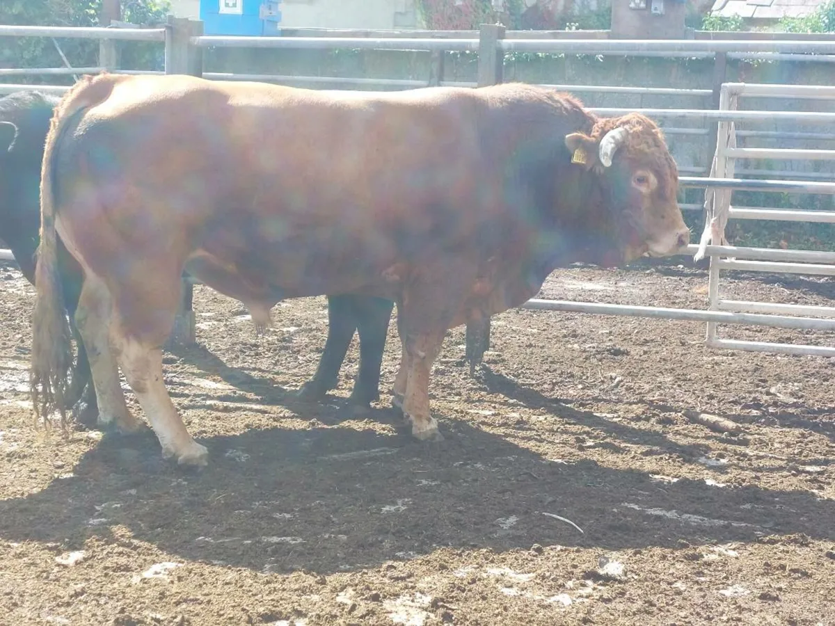 Bull testing - Image 4